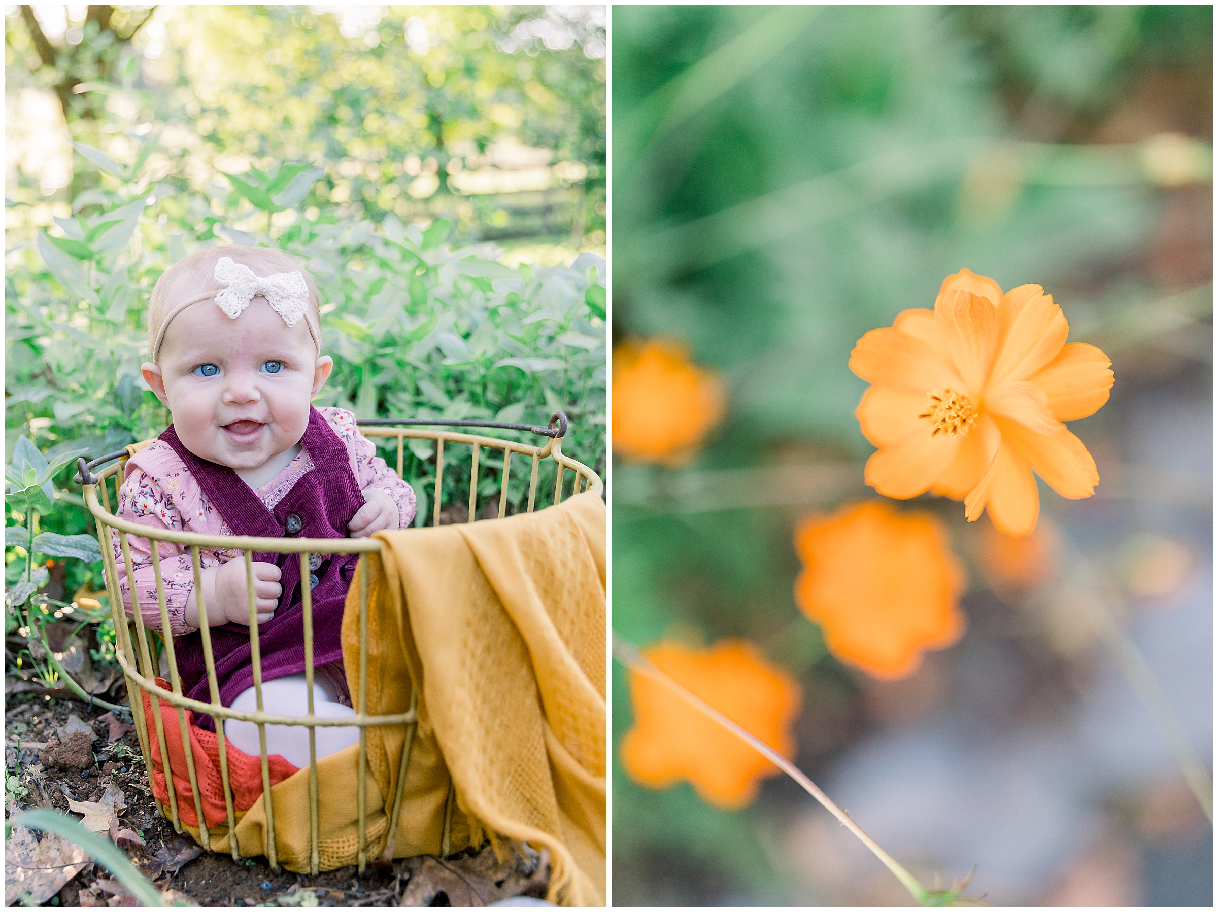 6 month session at Willow Spring Farm